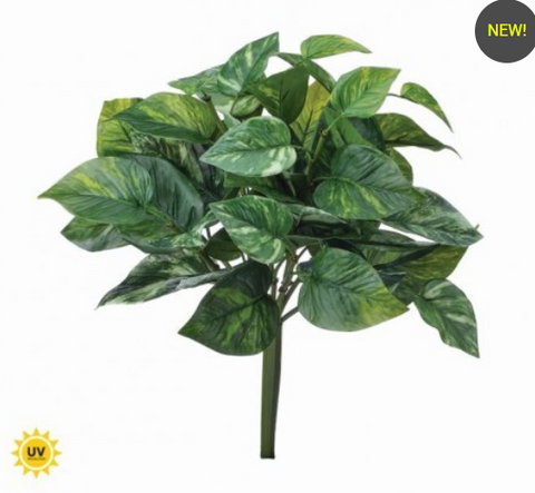 UV POTHOS BUSH
