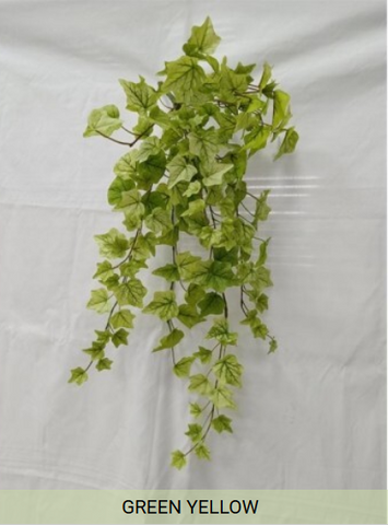 LEMON LIME ENGLISH IVY HANGING
