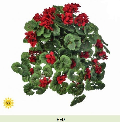 UV HANGING GERANIUM PLANT