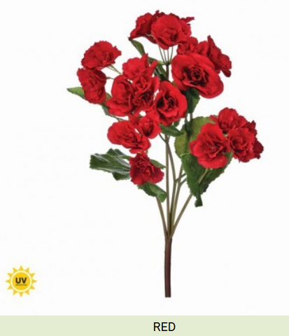 UV SUMMER REIGER BEGONIA PLANT