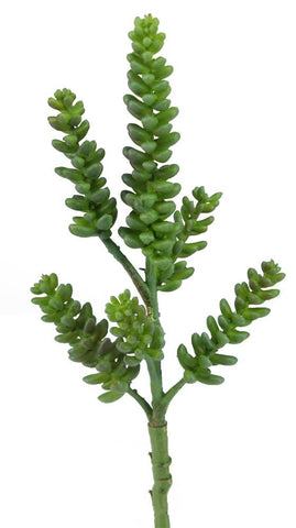 Burrows Tail Succulent